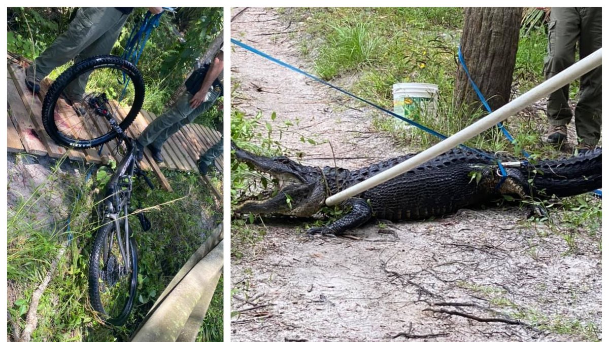 En cyklist attackerades av en alligator efter ett fall ner i vattnet.